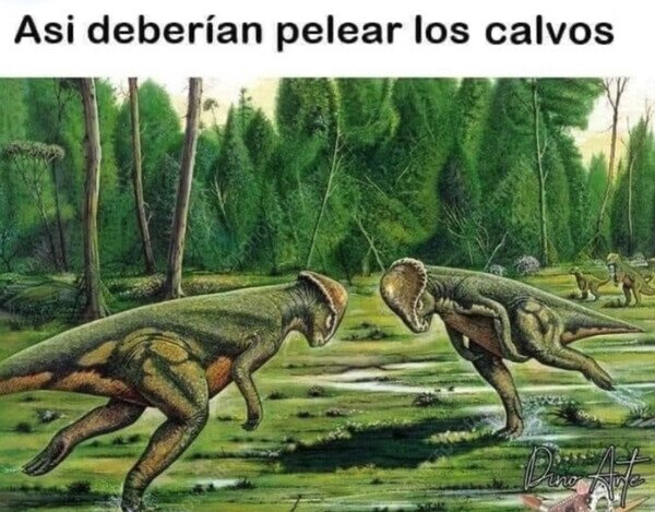 pelea,calvos