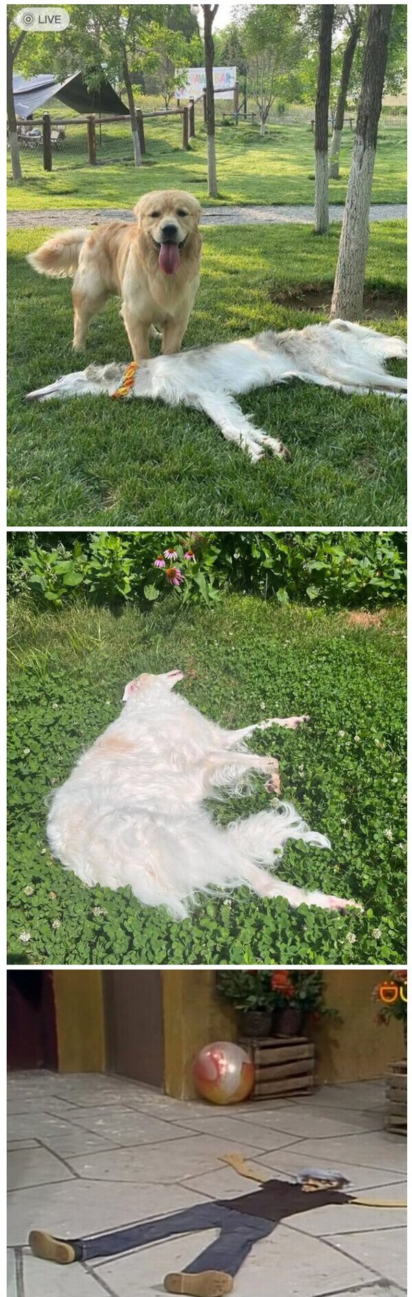 Meme_otros - Este galgo no ha sido aplastado, sólo duerme así