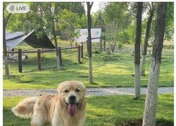 Enlace a Este galgo no ha sido aplastado, sólo duerme así