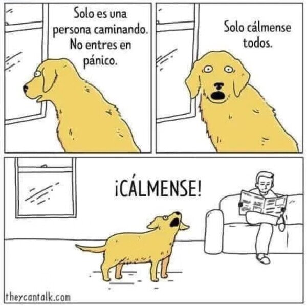 perro,caminar,persona,ladrar,calma