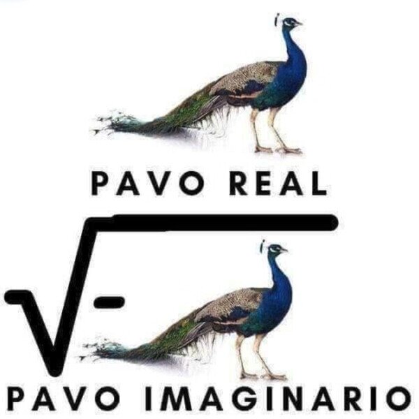 pavo,ra&iacute;z,real,imaginario,tonter&iacute;a
