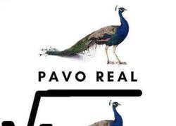 Enlace a ¿Hay pavo o no?