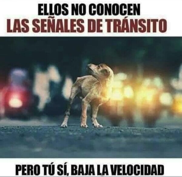 perro,tr&aacute;fico,velocidad