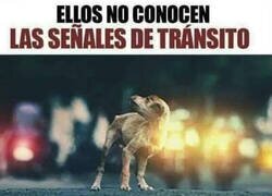 Enlace a Pisa el freno por ellos