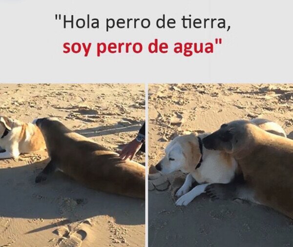 Otros - Perros al fin y al cabo