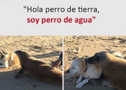 Enlace a Perros al fin y al cabo