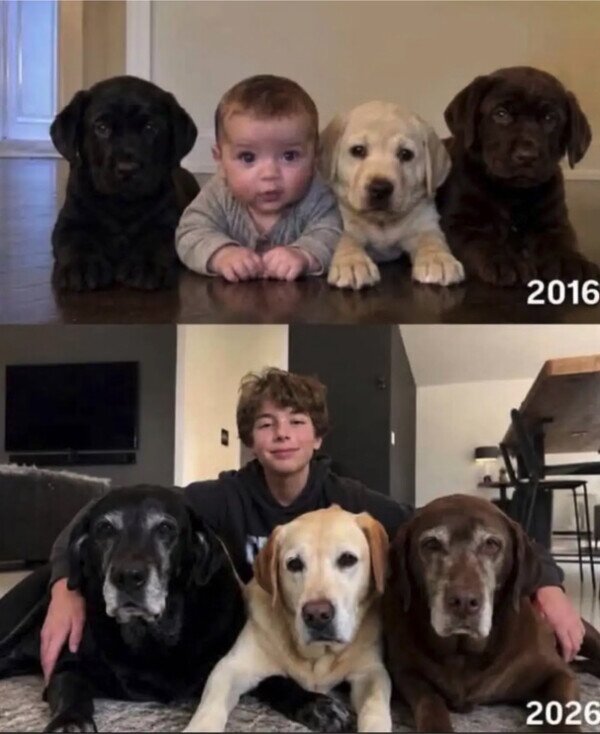 ni&ntilde;o,a&ntilde;os,tiempo,crecer,perros