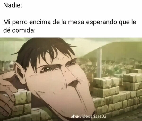 comida,perro,pedir