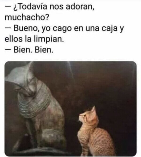 gatos,limpiar,humanos