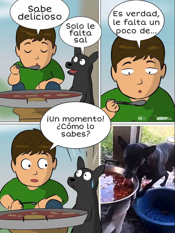 comida,sal,perro,probar