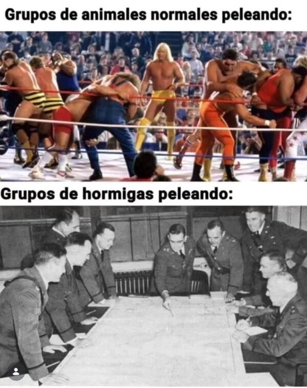 hormigas,animales,pelear