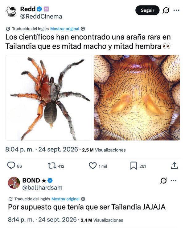 Meme_otros - La araña LadyBoy