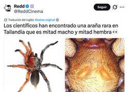 Enlace a La araña LadyBoy