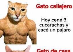 Enlace a Se han aburguesado