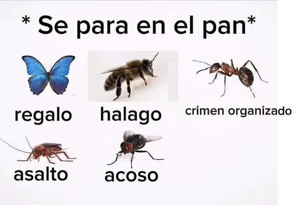 parar,bichos,pan