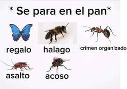 Enlace a Bichos en el pan