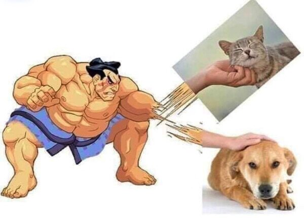 acariciar,perros,gatos