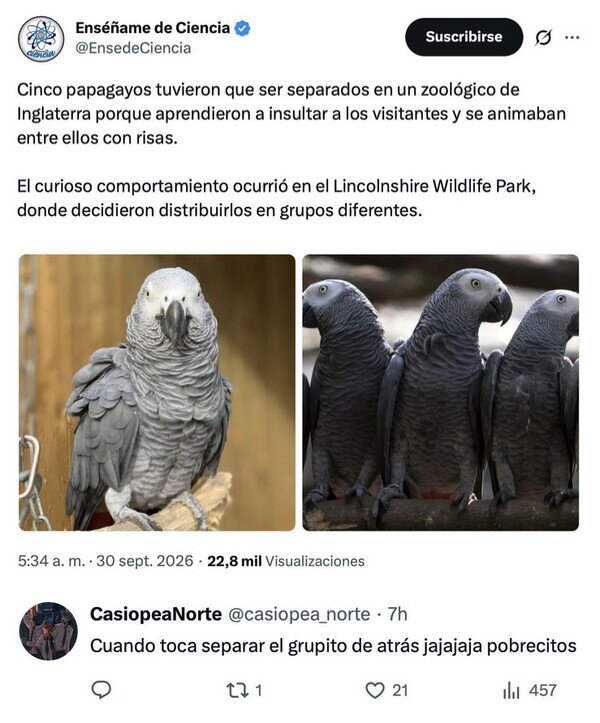 papagayos,zoo,grupo,separar