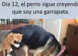 Enlace a Infiltrado