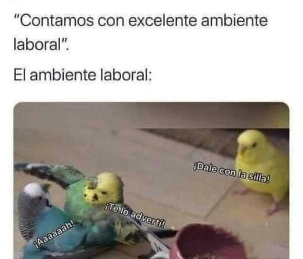 trabajo,ambiente,laboral,loros