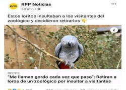 Enlace a Loros que hacen bullying