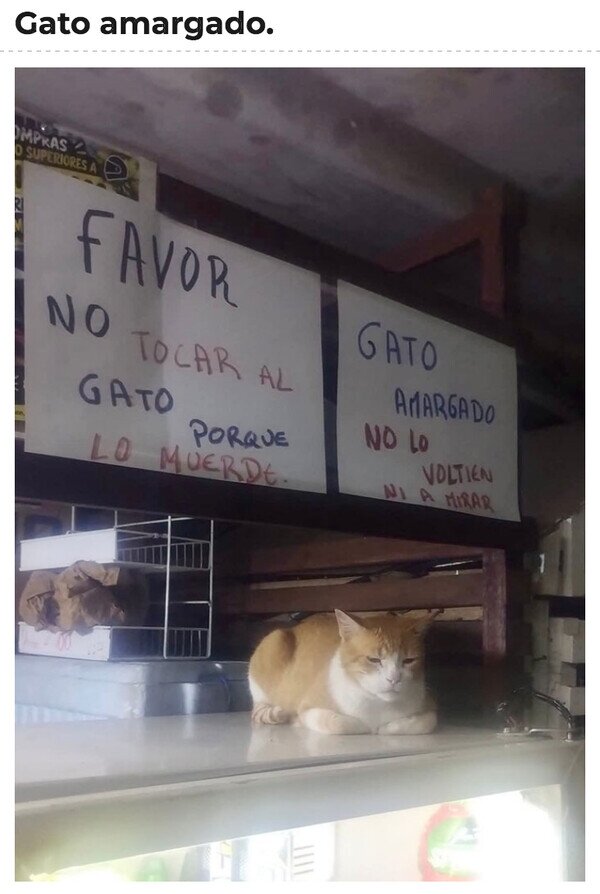 gato,carteles,aviso