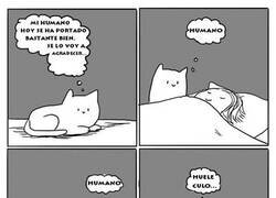 Enlace a Agradecimiento felino