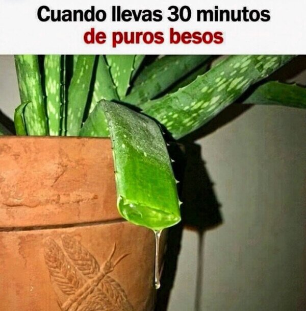 Otros - Me siento aloe vera