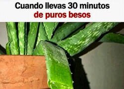 Enlace a Me siento aloe vera