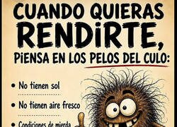 Enlace a Los pelos del culo son mi referente