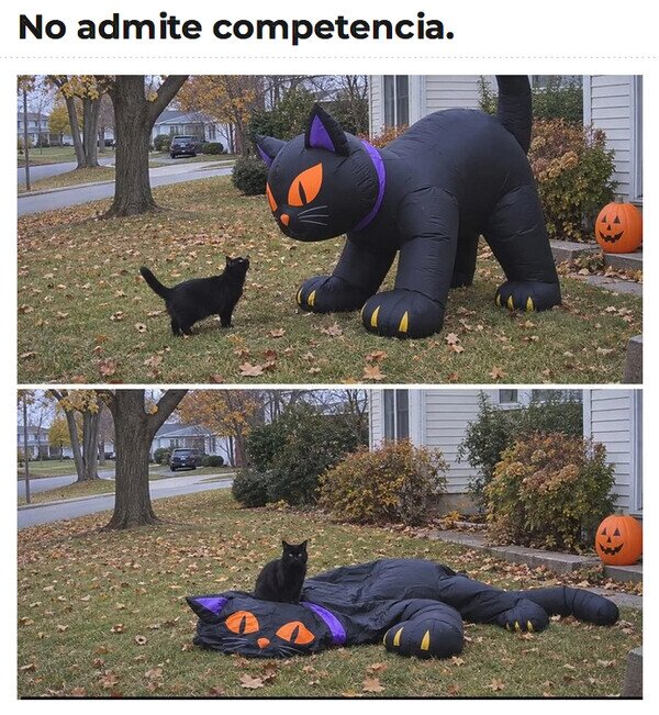 Meme_otros - Este jardín es muy pequeño para los dos