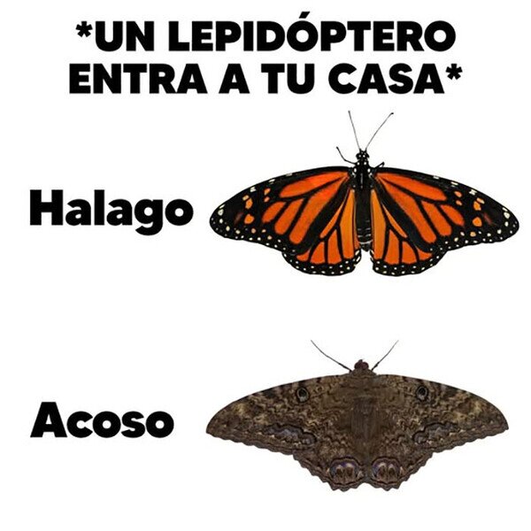 bicho,mariposa,polilla