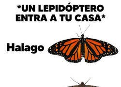 Enlace a Depende del lepidóptero