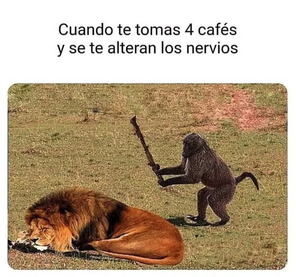 caf&eacute;,nervios,le&oacute;n