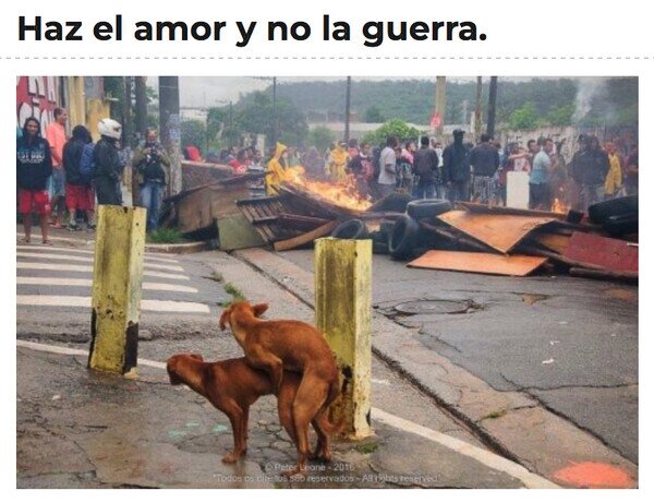 Otros - Deberíamos aprender más de los perros