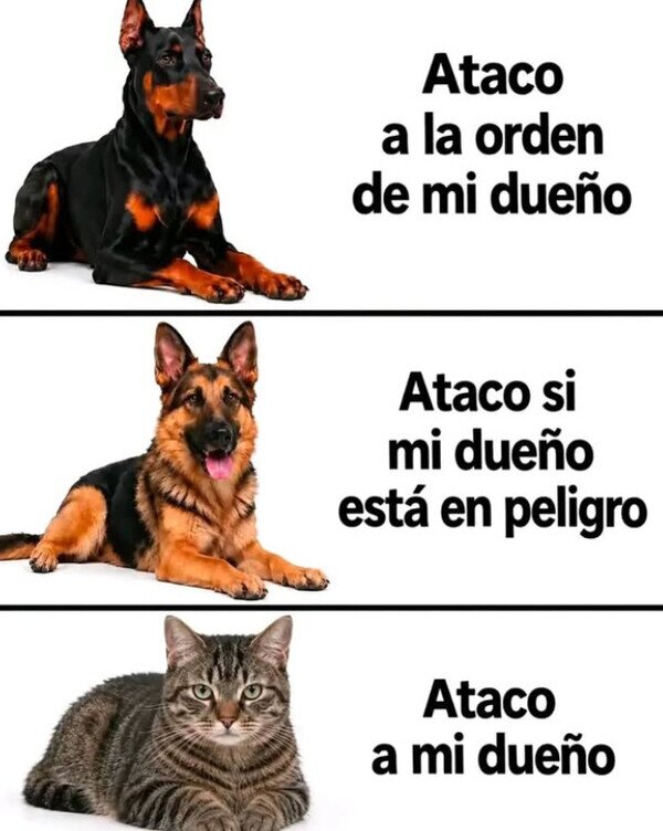 perro,atacar,due&ntilde;o,gato