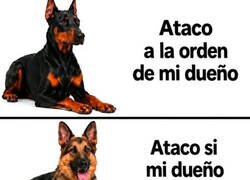 Enlace a Así atacan tus animales