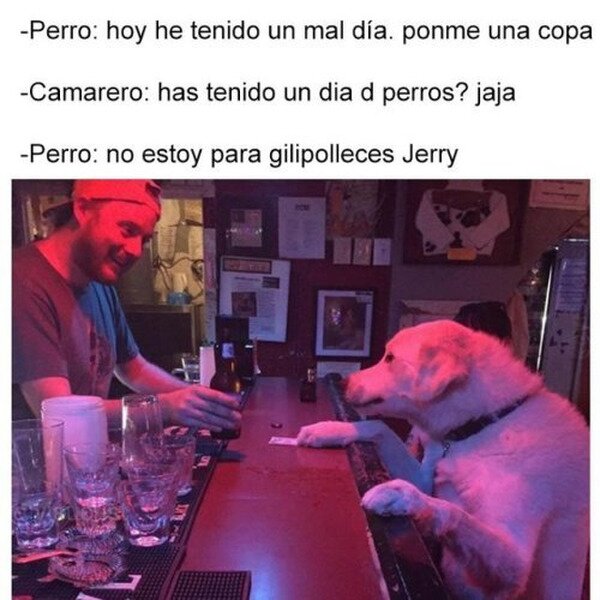 Meme_otros - Este perro necesita una copa