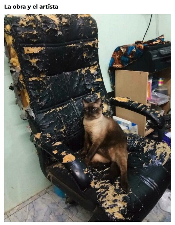 gato,obra,artista,silla