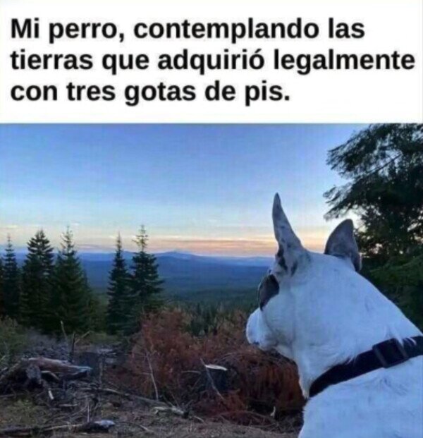 perro,tierras,pis