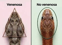 Enlace a Aprende a diferenciar la víboras tóxicas