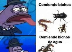 Enlace a Si vienen del mar sí