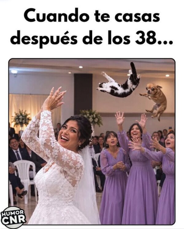 Meme_otros - Los gatos para otra