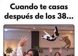 Enlace a Los gatos para otra