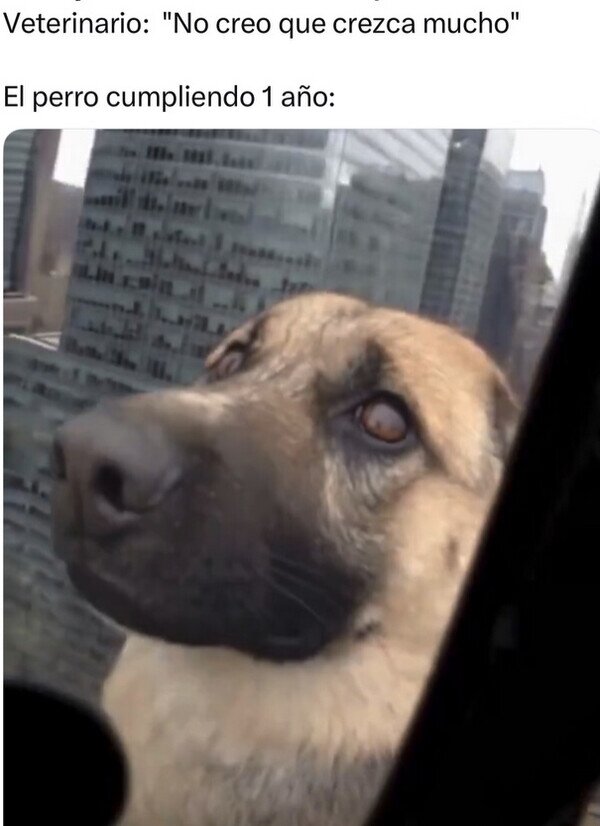 Meme_otros - El perro creció más de lo esperado