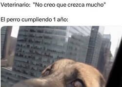 Enlace a El perro creció más de lo esperado