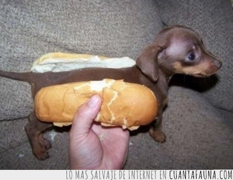 perro,hot dog