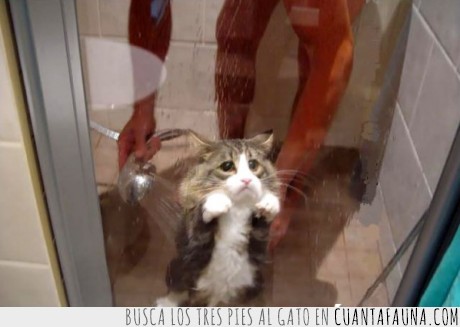 Gato,ducha,compasión,animales