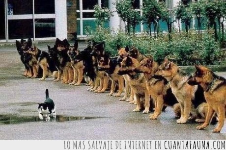 valiente,perros,gato