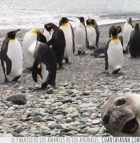 feliz,foca,pingüinos
